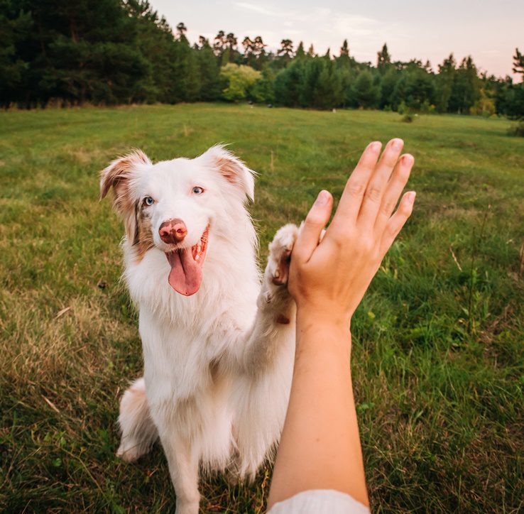 A happy dog on a walk